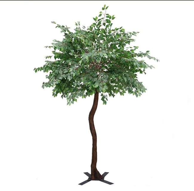 Fig_tree-2T.jpg