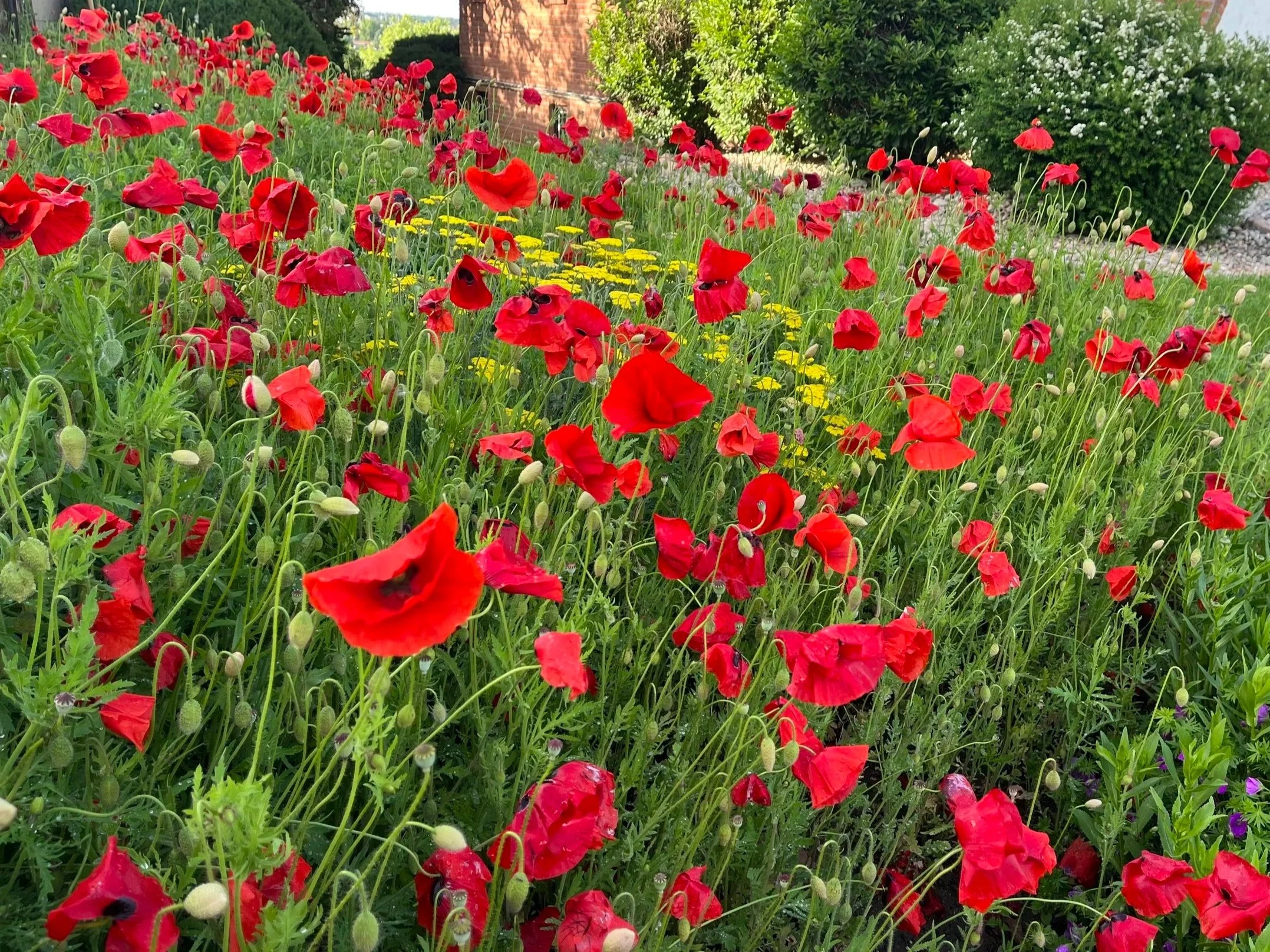 A lush garden filled with vibrant red poppies and yellow flowers, with trees and a brick wall in the background.