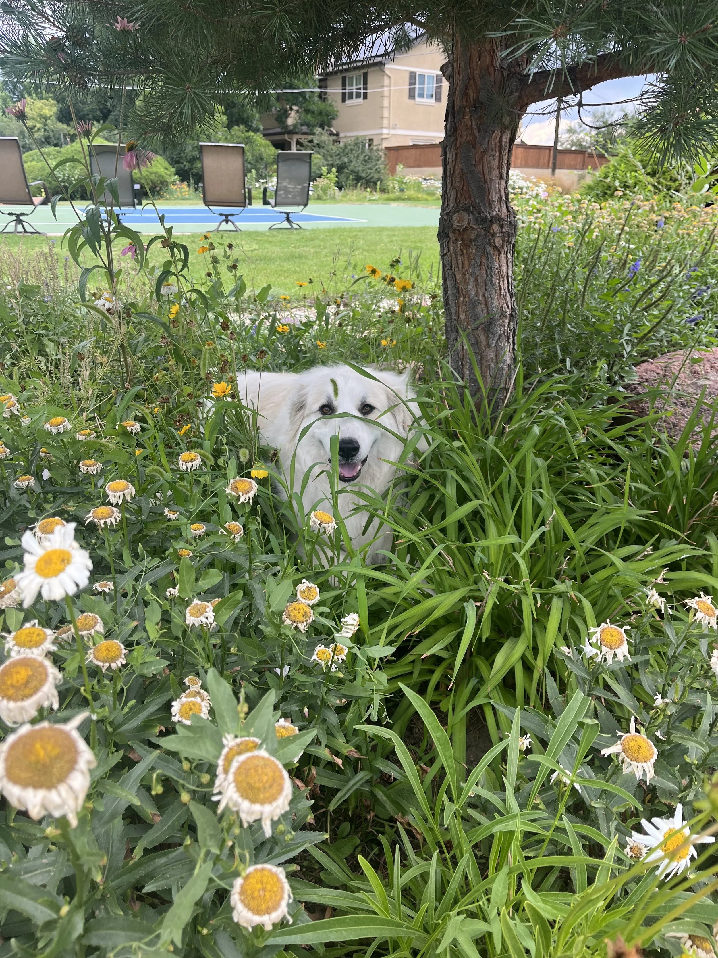 A dog lying in a garden with various flowers and green plants, a tree trunk, and a patio with lawn chairs and a house in the background.