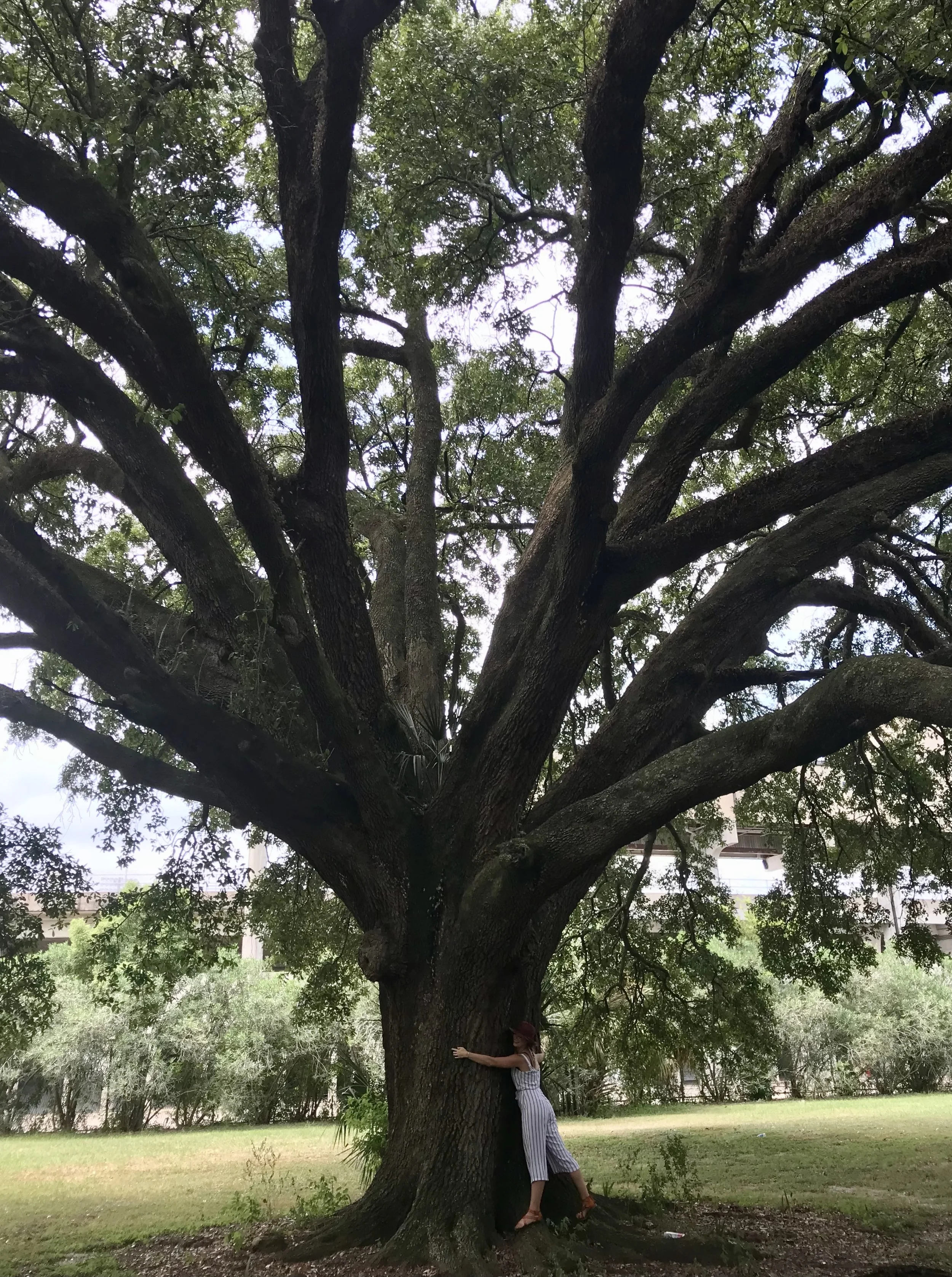 A woman in striped pants and a sleeveless top hugging a large tree trunk in a park or garden, with dense branches and leaves overhead, and a grassy area with other trees in the background.