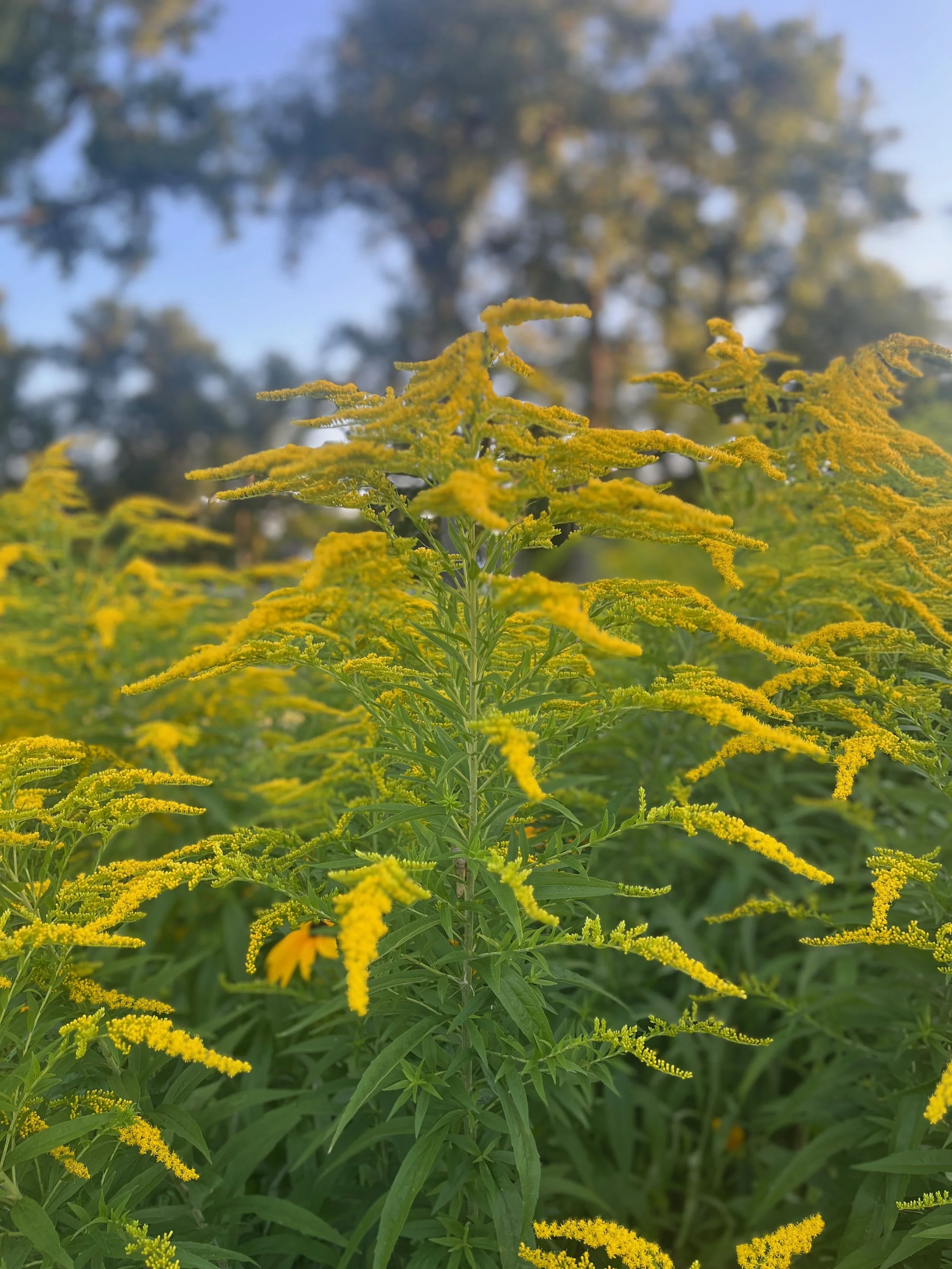 Close-up of yellow flowering plant with green leaves, with tall trees and blue sky blurred in the background.