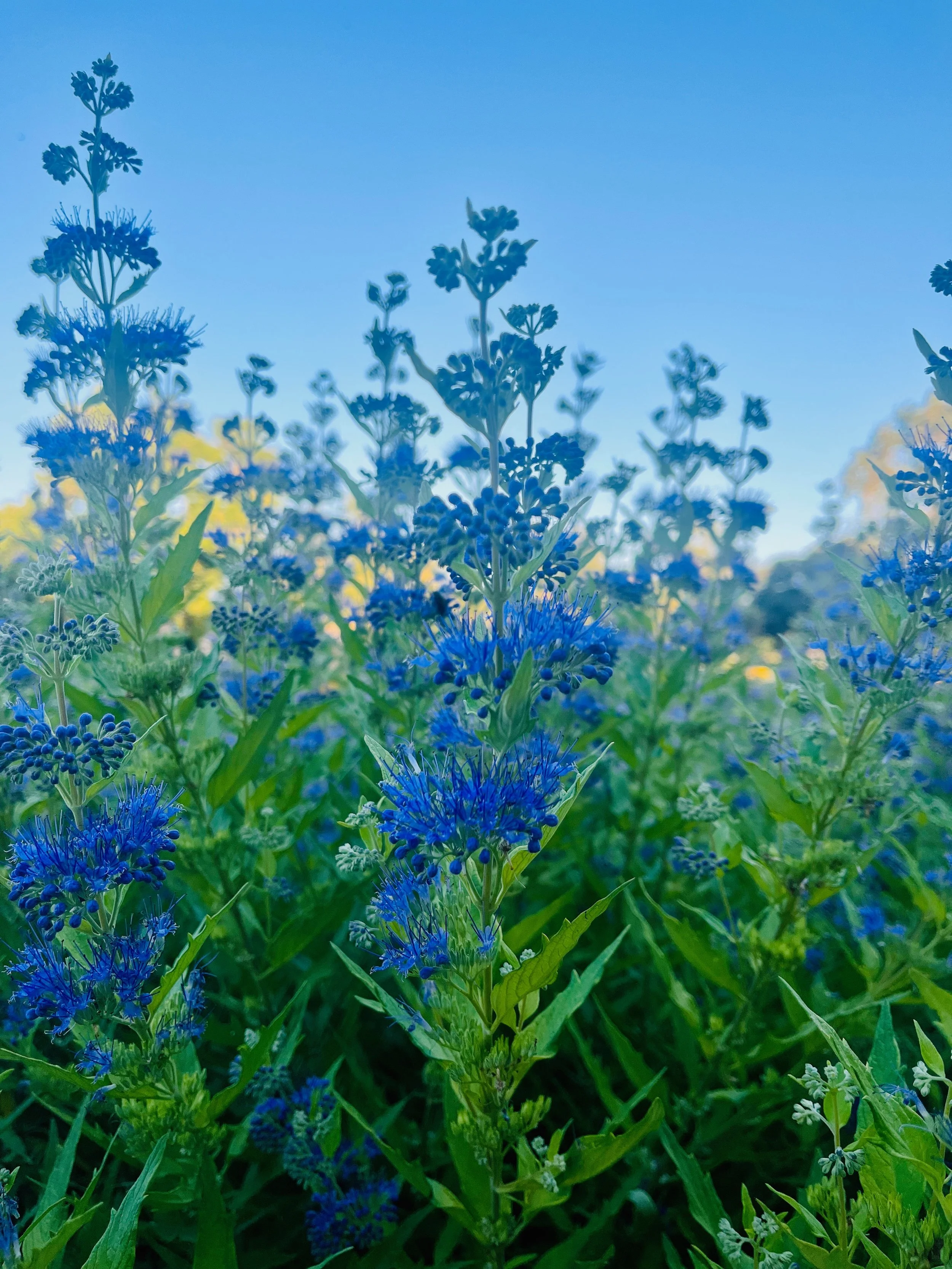 Close-up of blue flowers and green foliage under a clear blue sky.