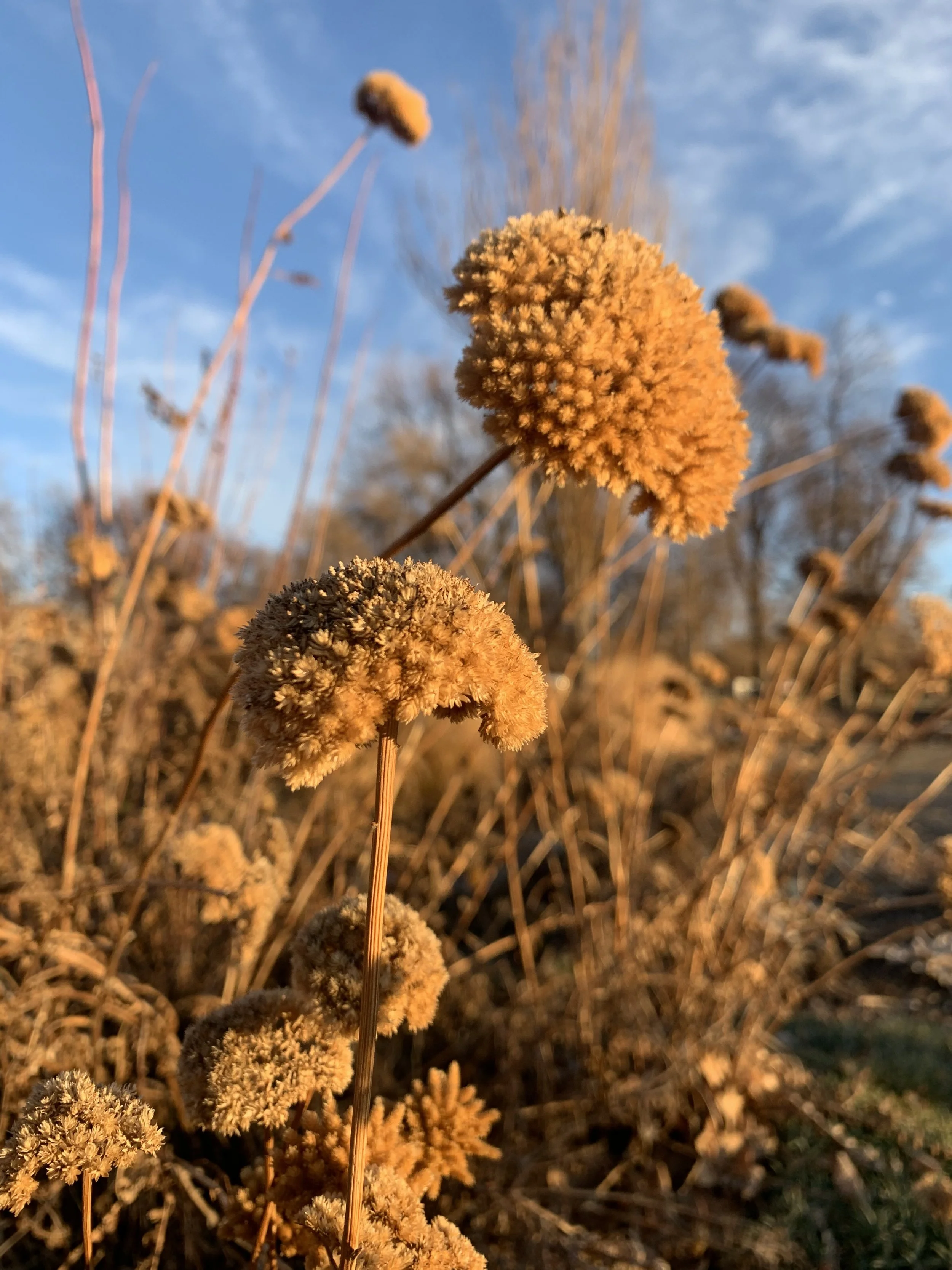 Close-up of dried, fuzzy, tan-colored plants or flowers in a field at sunset with a blue sky and some clouds in the background.