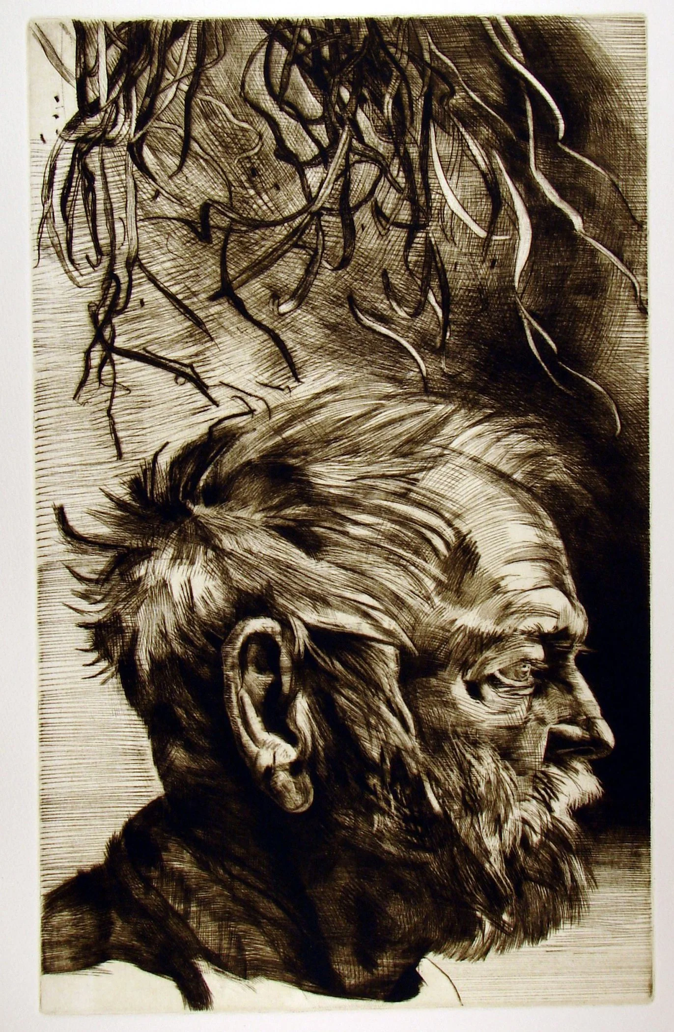 Tarragon, 
Mezzotint, drypoint, 15 ½”x 9 ½”, 2008