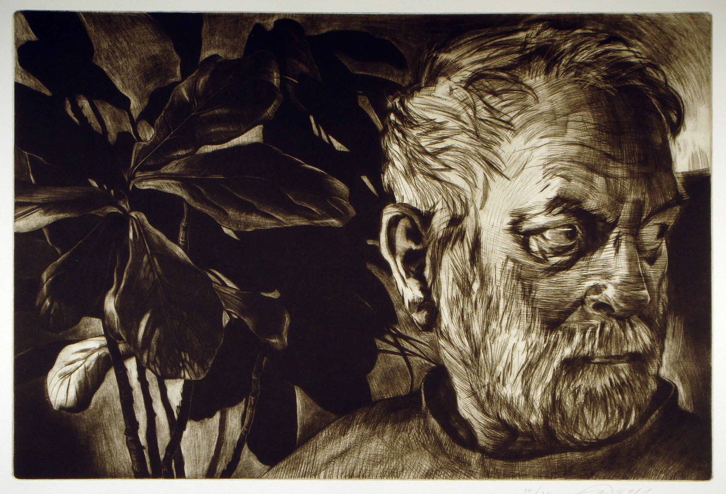 Fig, 
Mezzotint, drypoint, 12” x 17 ¾”, 2011