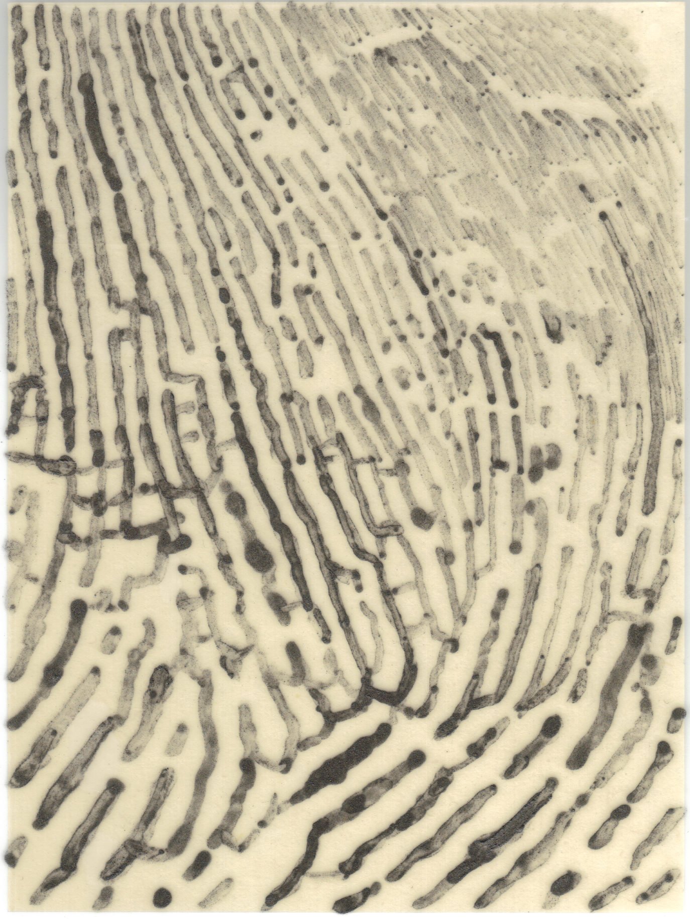 Meditation on Skin 9.jpg