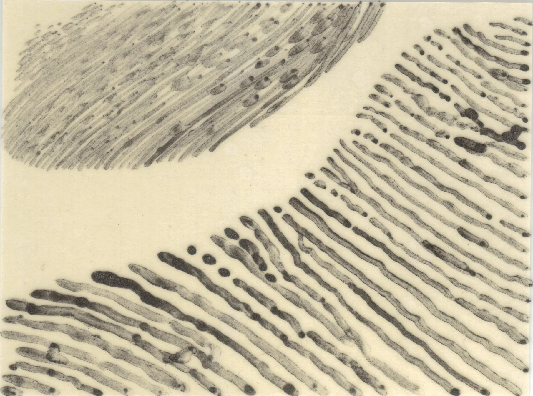 Meditation on Skin 8.jpg