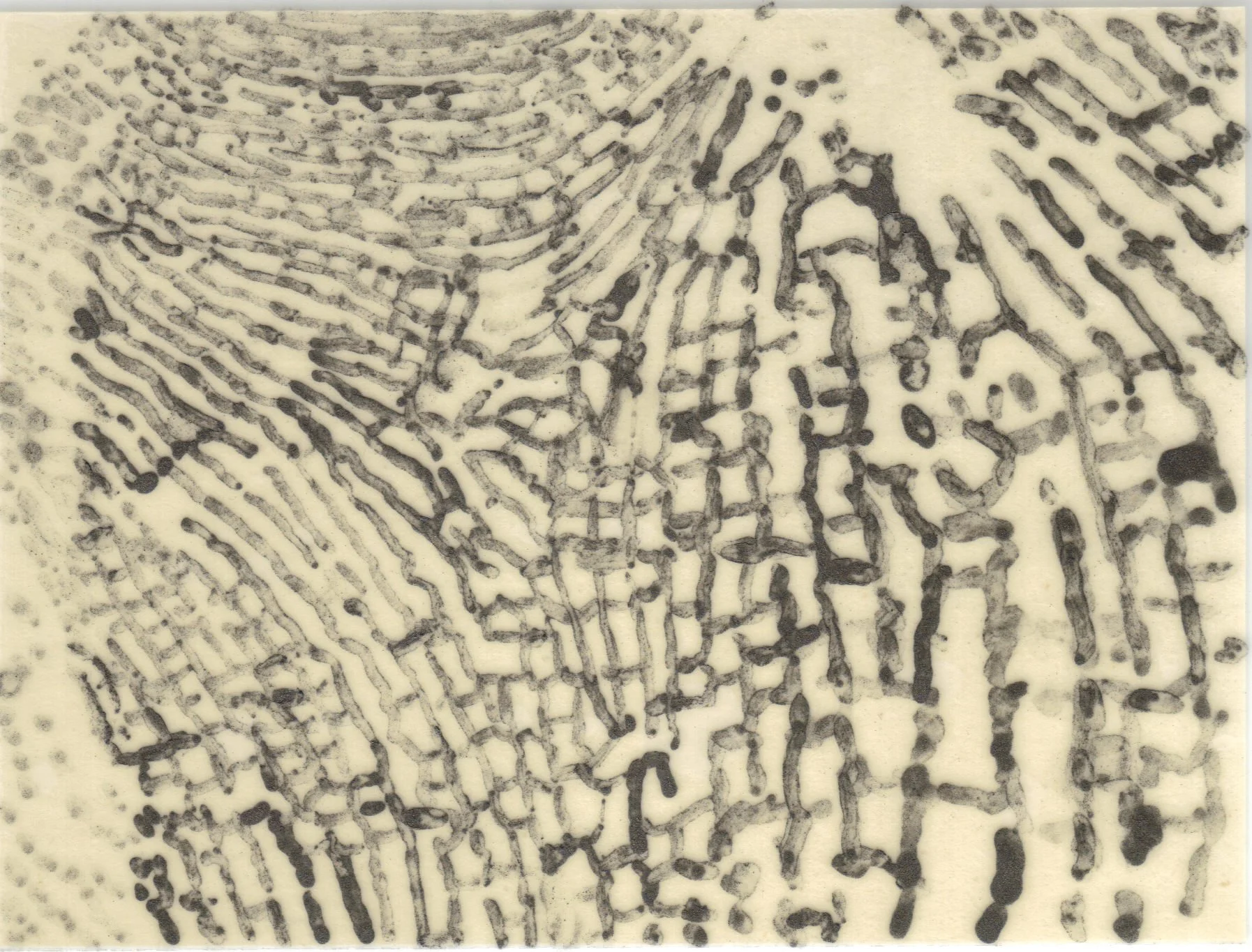 Meditation on Skin 21.jpg