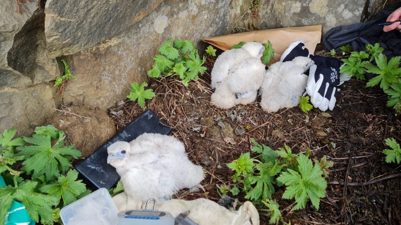 Field Notes, Iceland