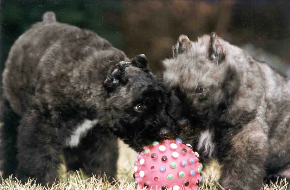 puppy2.jpg