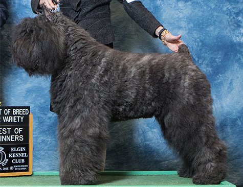 GCH Margaux's Cut to the Chase ROM  "Chase"