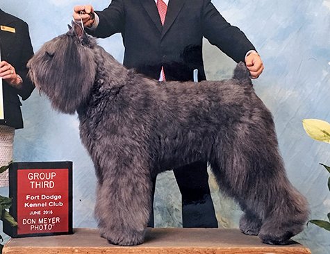GCH Margaux's Anchor's Aweigh ROM  "Sailor"