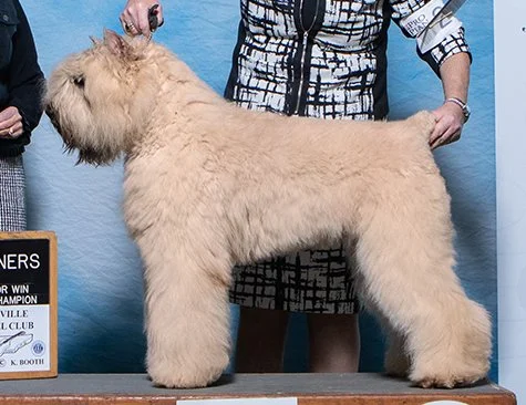 GCH Margaux's Firecracker  "Libby"