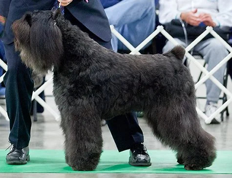 MBIS BISS GCH Frontier's License to Carry at Margaux ROM  "Carrie"