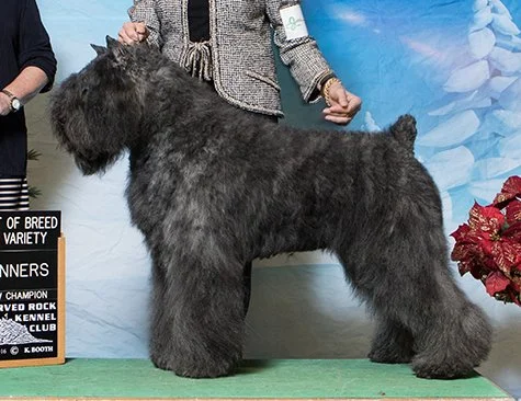 CH Margaux's Believe in Magic  "Maggie"