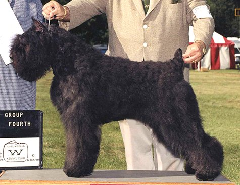CH Margaux's Mystic Solitaire ROM  "Misty"