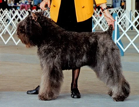 CH Margaux's Quite Frankly  ROM  "Frankie"