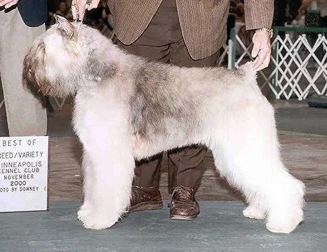 CH Brimar's Decidedly Margaux  "Deedee"