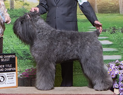 GCH Margaux's Aim for the Stars  "Ginger"