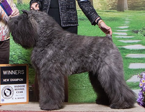 GCH Margaux's Take the Money and Run  ROM "Fergie"