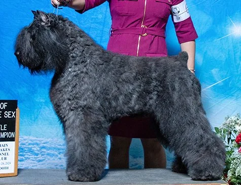 GCH Margaux's Coin of the Realm HIAs JHD-s - Lira