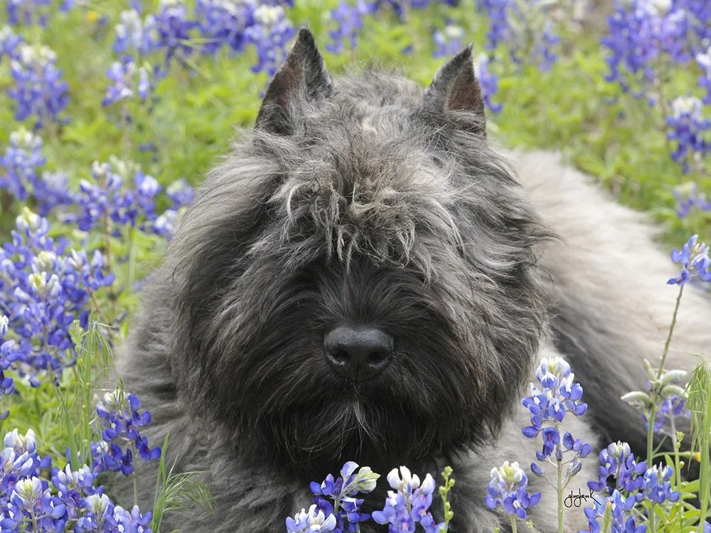 Annie bluebonnets.jpg