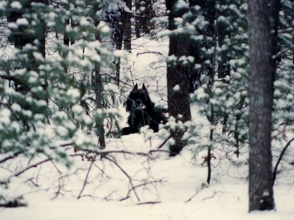 Winter in the Woods.jpg