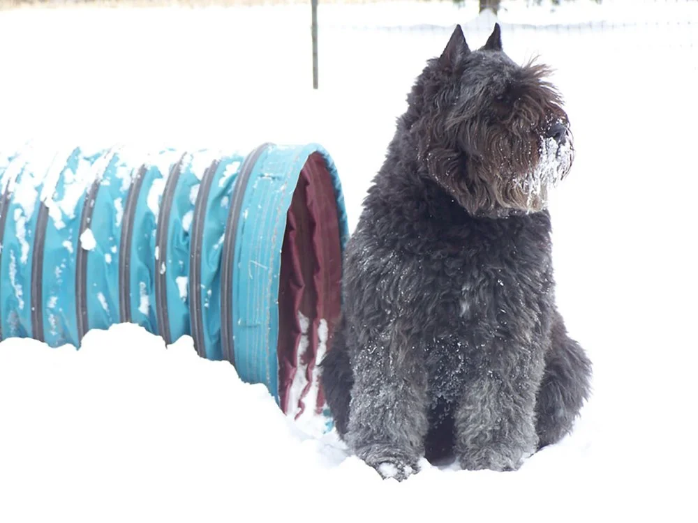 FayeSnow.jpg