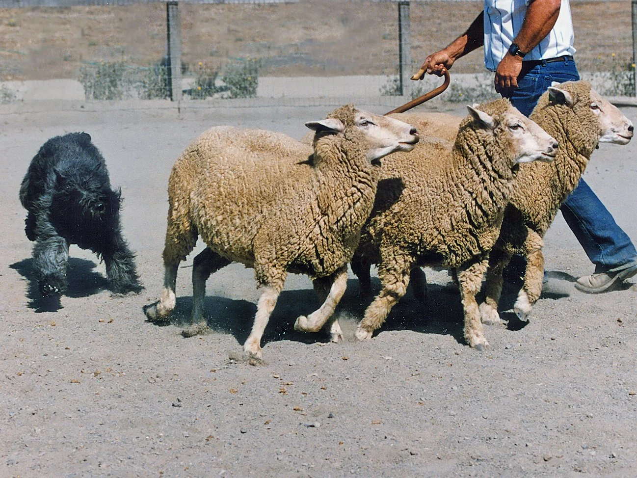 Solo Herding.jpg