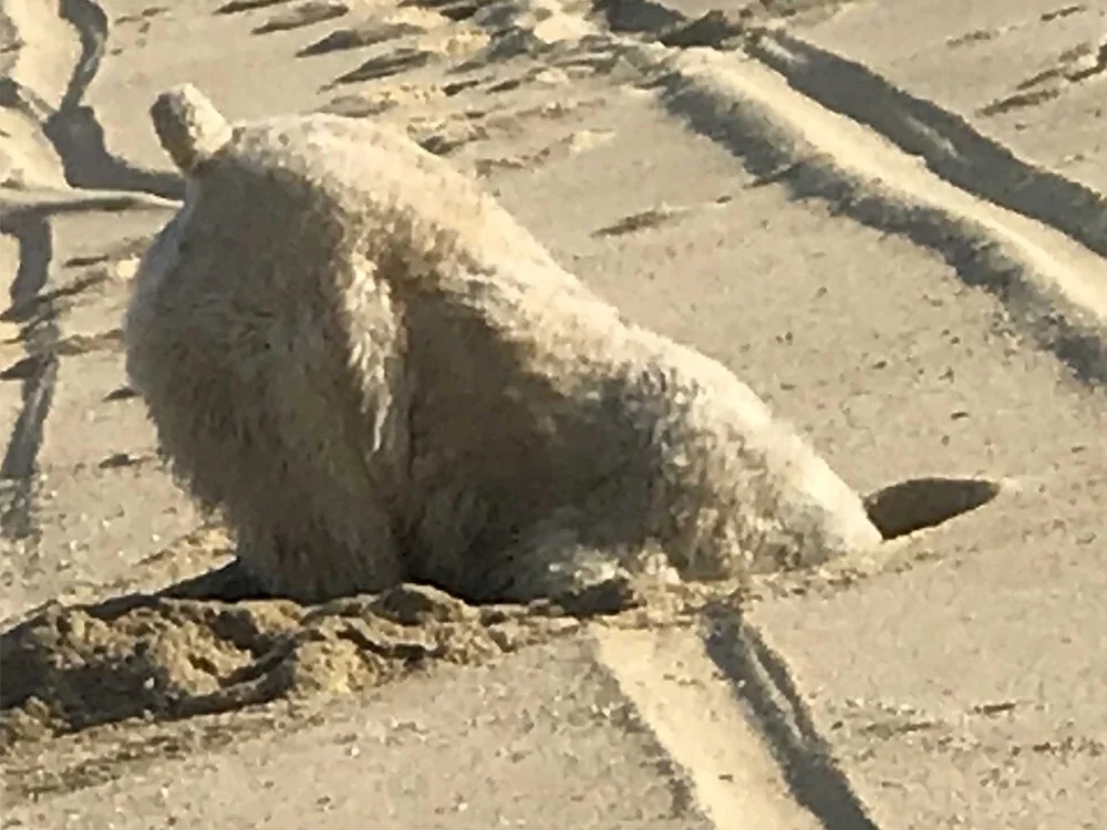 crab hunt.jpg