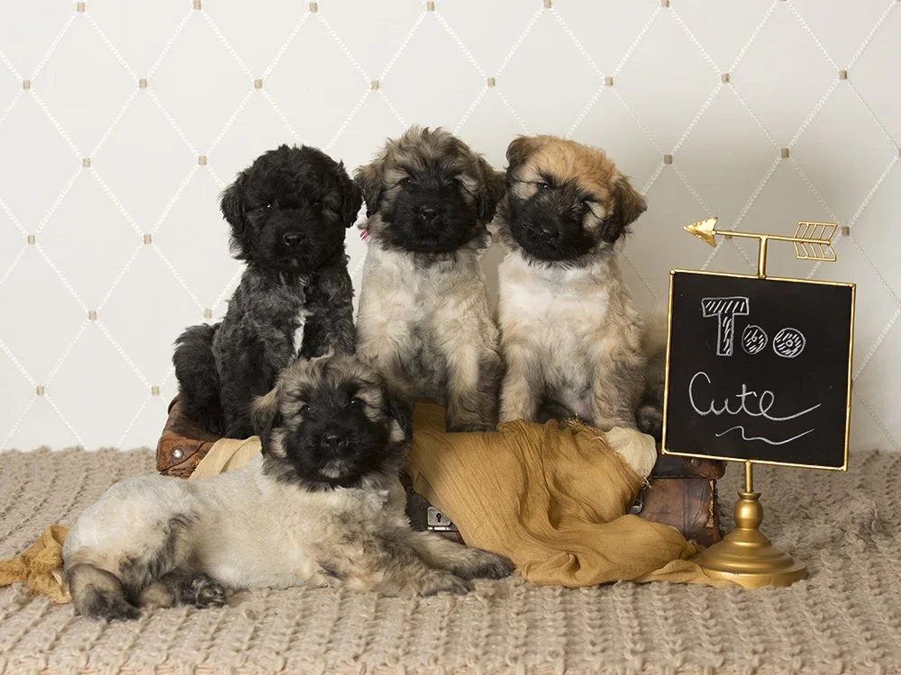 Julia puppies.jpg