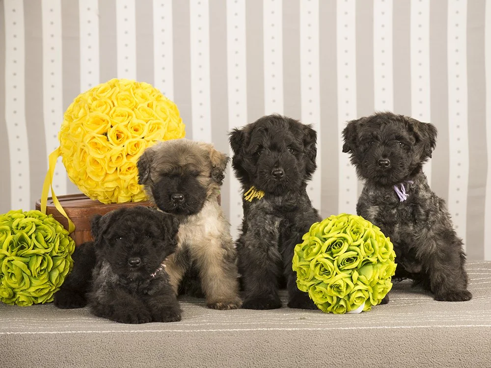 Pepper puppies2.jpg