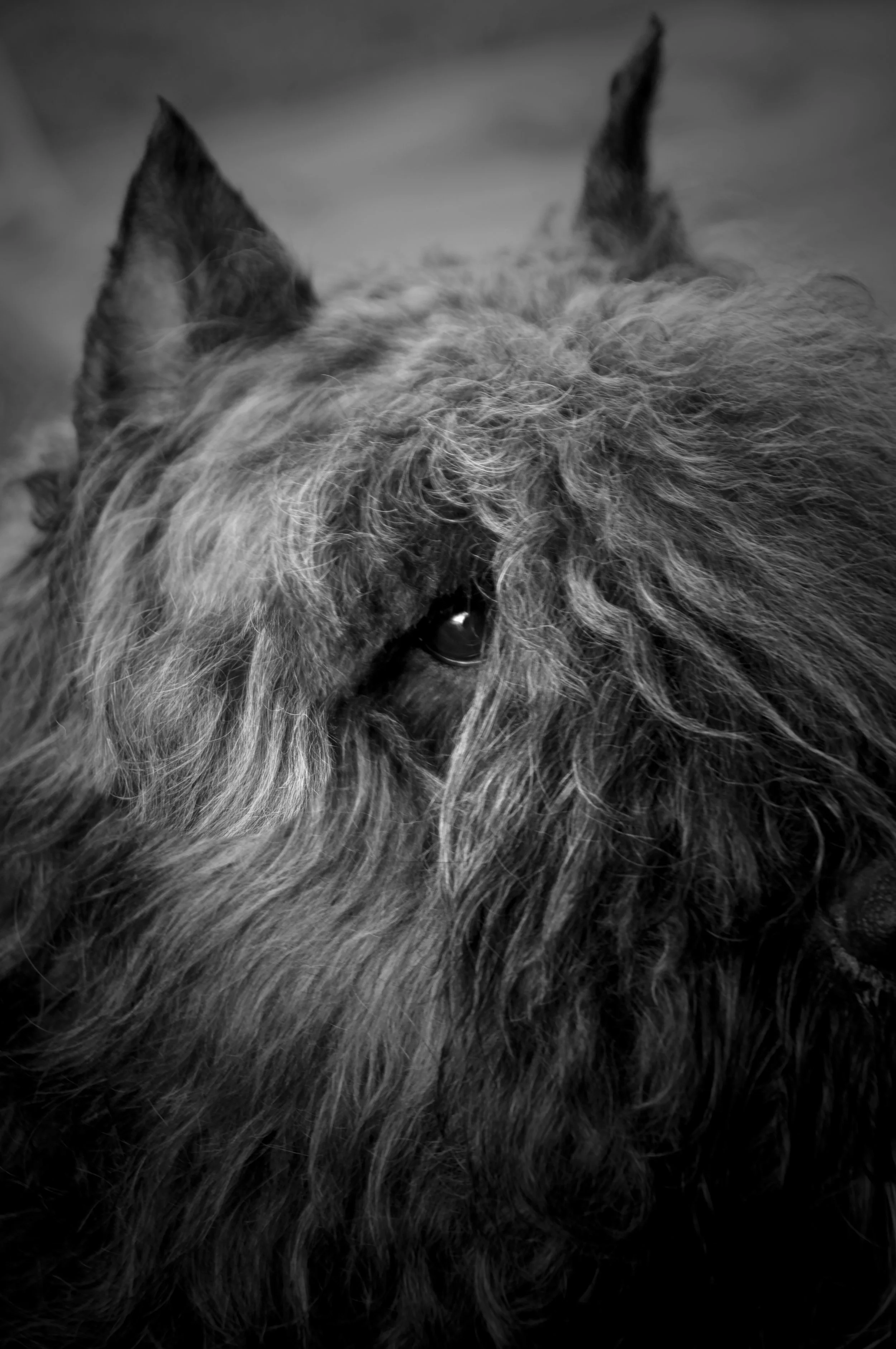 Beorn Headshot.jpg