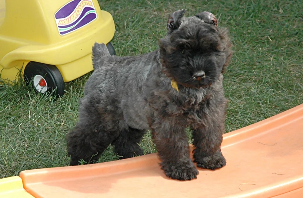 puppy16.jpg