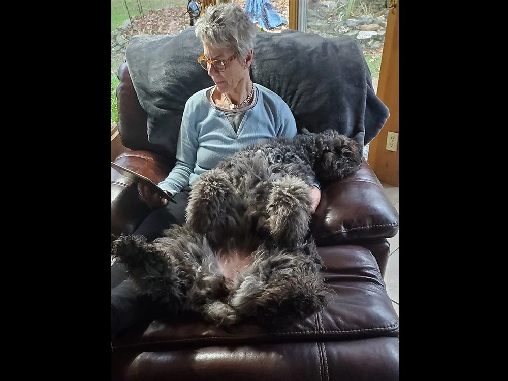 Lap dog.jpg