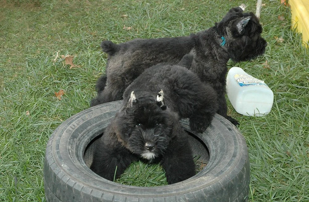 puppy15.jpg