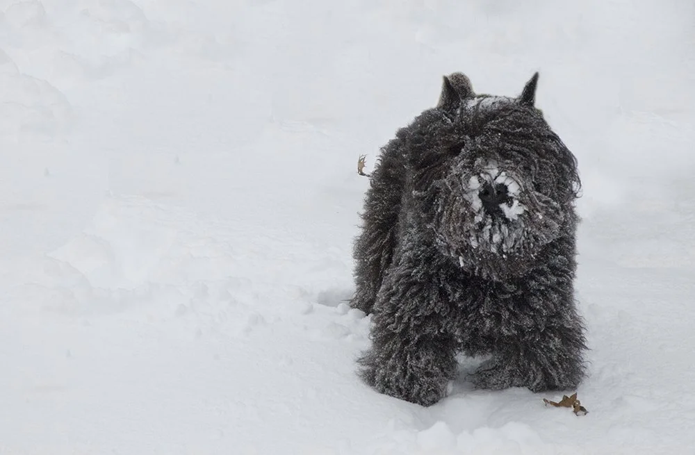 pepper snow.jpg