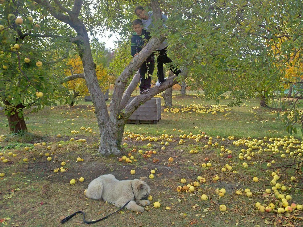 apple tree.jpg