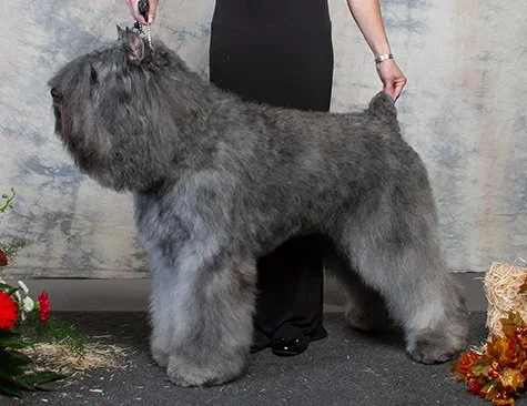 GCH Margaux's You Better Believe It  "Beorn"  - Frozen Semen