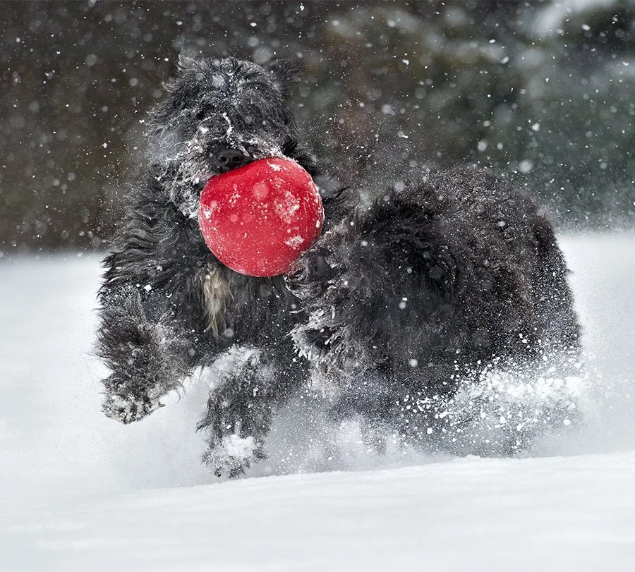 snow play.jpg