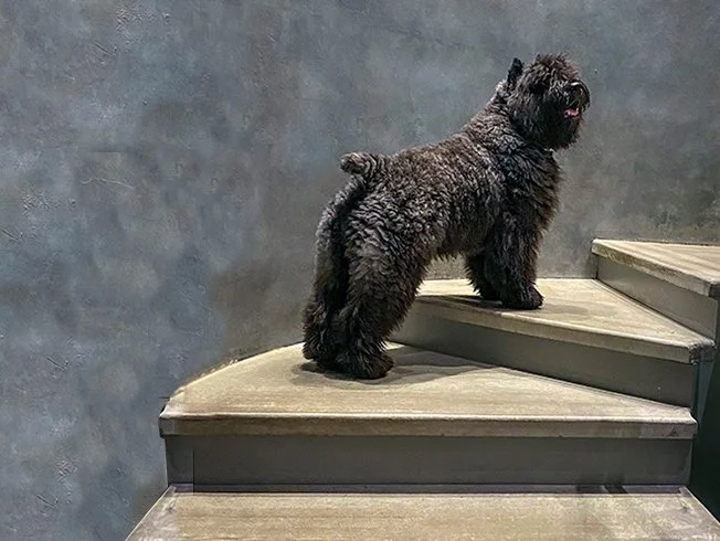 Oso on the stairs.jpg