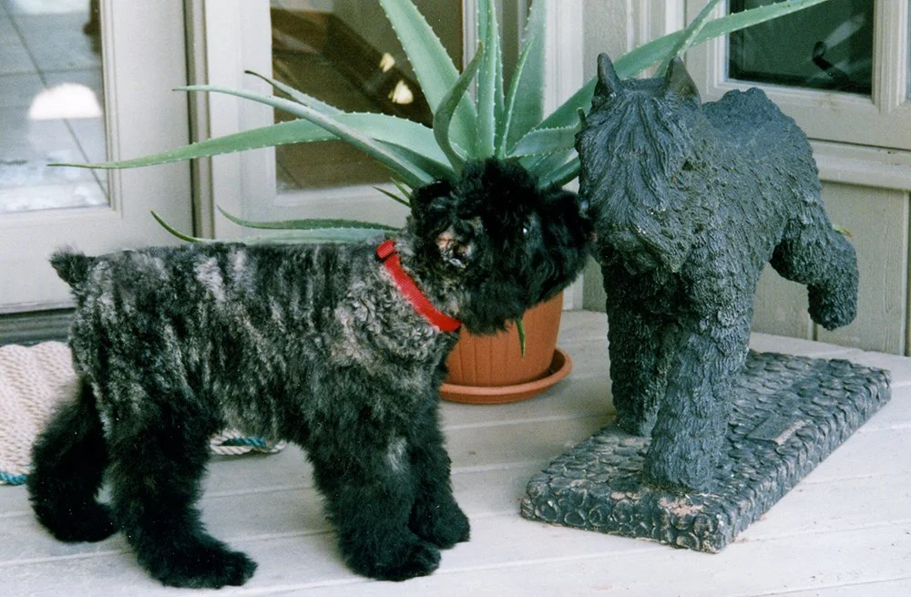 puppy5.jpg