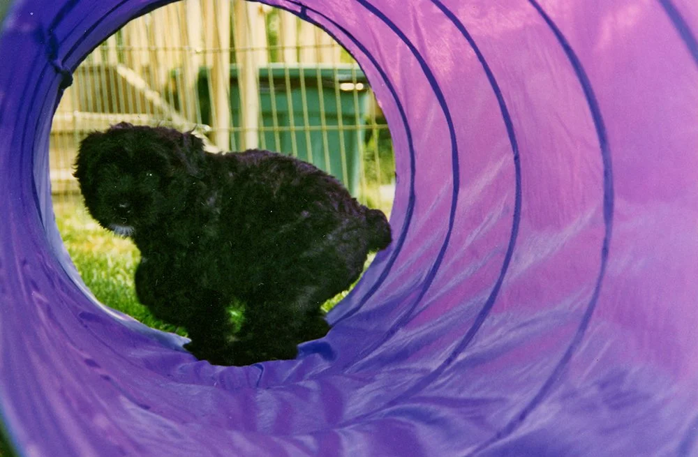 puppy4.jpg