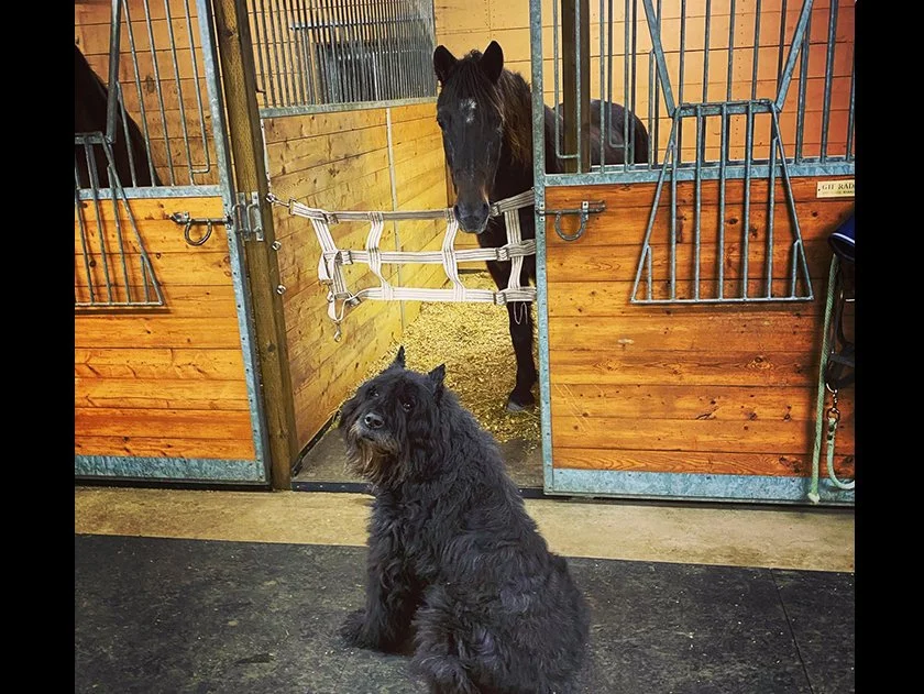 Django and horse.jpg
