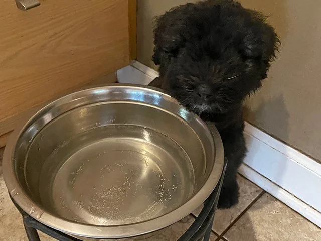 water bowl.jpg