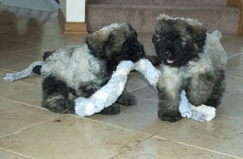 puppy9.jpg