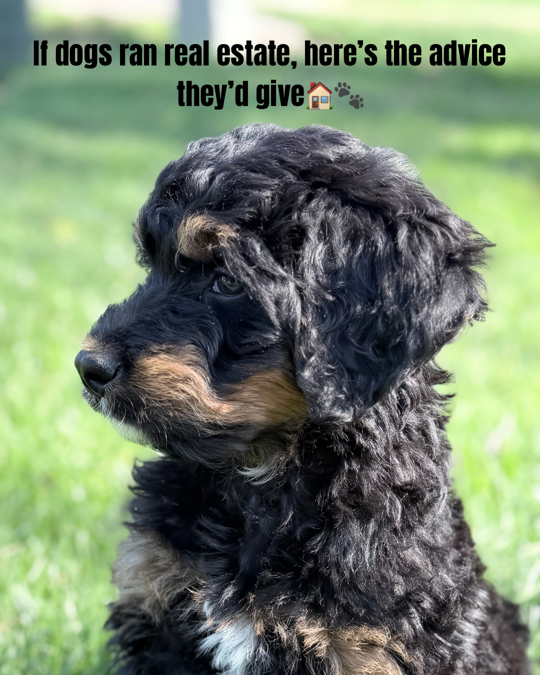 If dogs ran real estate, here’s the advice they’d give.png