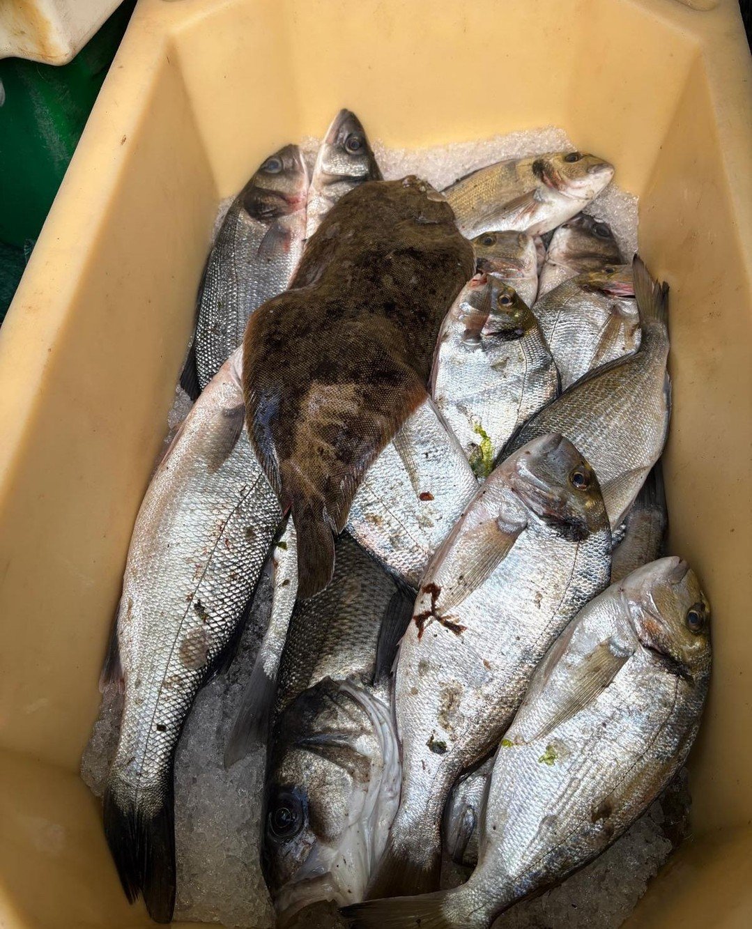 From Saundersfoot Harbour to the Butchers Arms dining room in less than 24 hours.⁠
⁠
Bream. Wild bass. Dover sole.⁠
⁠
Not much beats fish when it&rsquo;s this fresh.⁠
⁠
#ButchersArmsLlanddarog #ButchersArms #CarmarthenshirePub #FreshFish #Sustainable