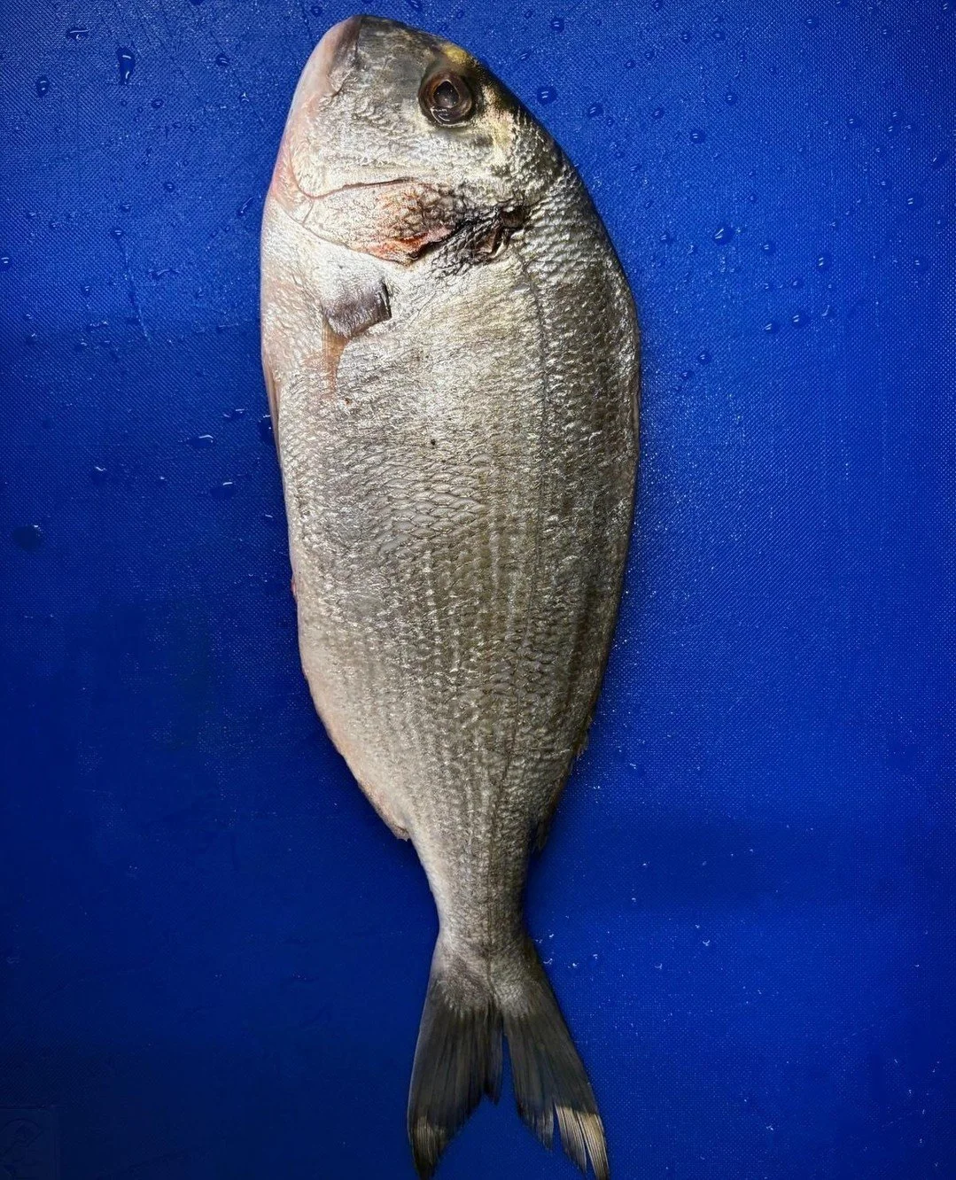 Guilthead bream direct from Saundersfoot harbour to The Butchers Arms. ⁠
⁠
#ButchersArmsLlanddarog #ButchersArms #CarmarthenshirePub #FreshFish #SustainableFishing #LocalProduce #GastoPub #ProperPub #PubGrub #VisitCarmarthenshire #YesChef #DiscoverCa