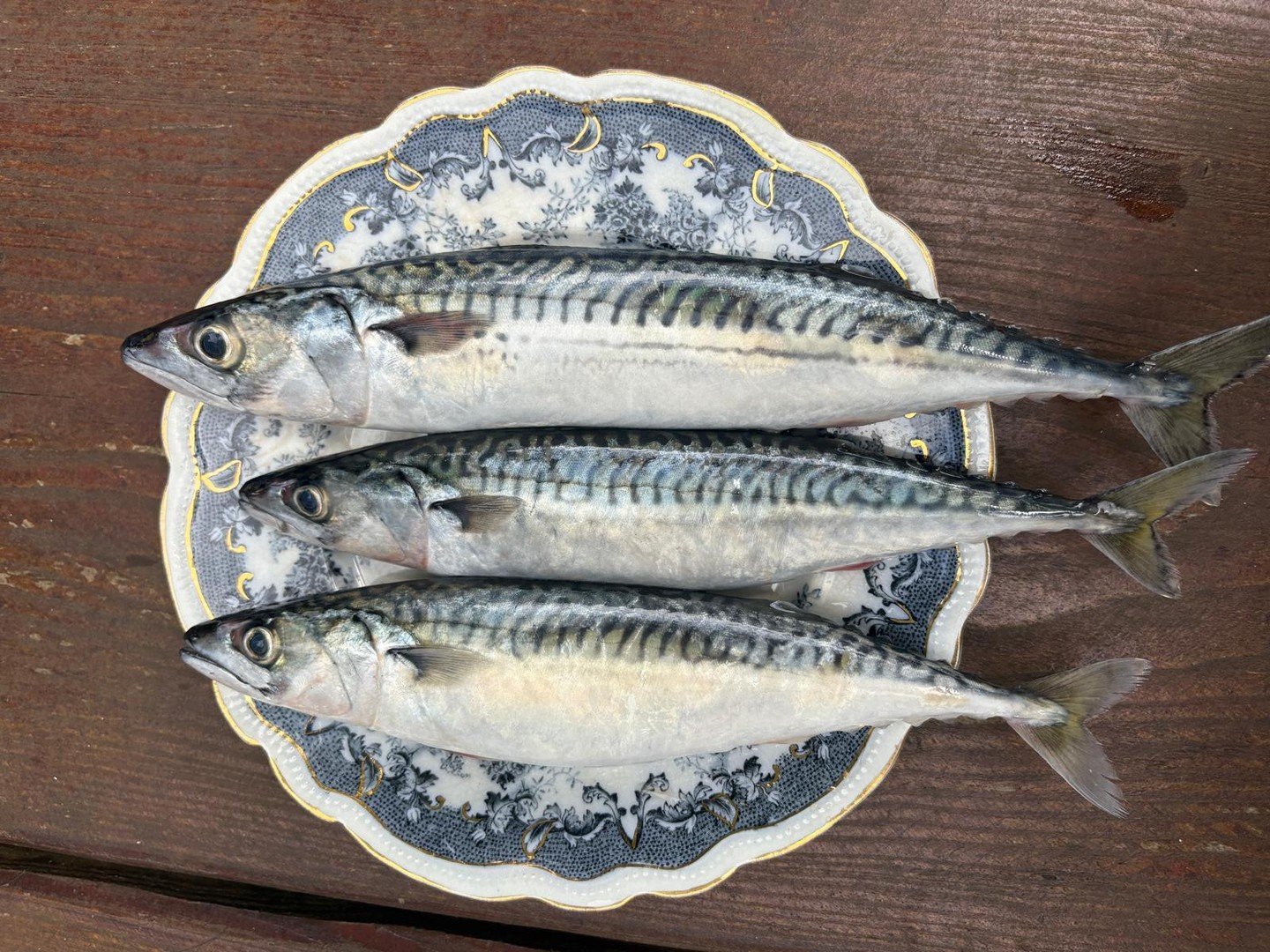 Sea to plate in less than 24 hours.⁠
⁠
The freshest mackerel we can get our hands on. Nothing more, nothing less.⁠
⁠
#ButchersArmsLlanddarog #ButchersArms #CarmarthenshirePub #FreshFish #SustainableFishing #LocalProduce #GastoPub #ProperPub #PubGrub 